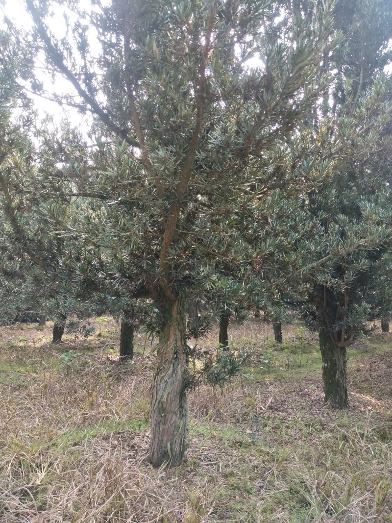罗汉松1一25公分供应火影新老客户采购咨询