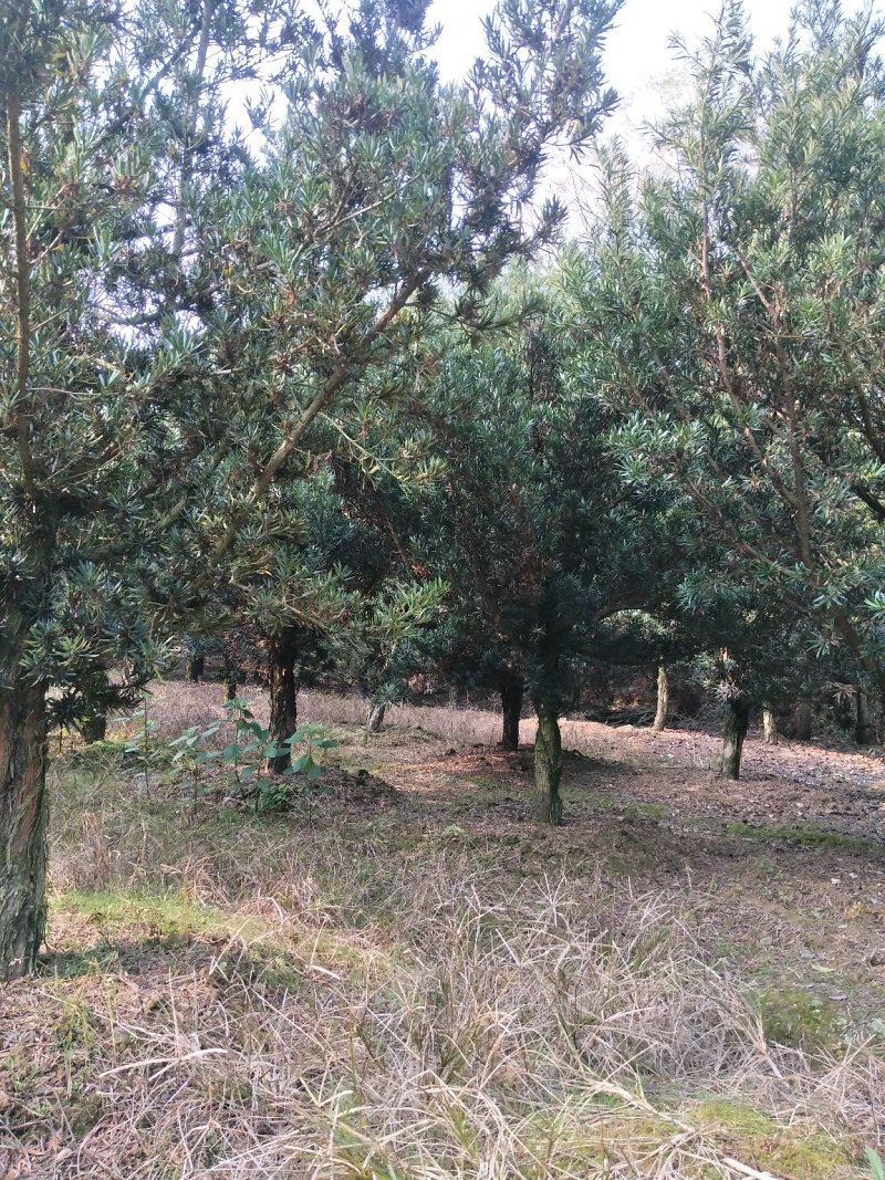 罗汉松1一25公分供应火影新老客户采购咨询