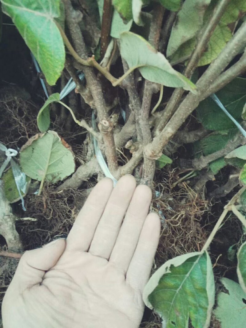 冰糖味丑猕嫁接苗绿心，猕猴桃糖度最高二十多度。现在涨价了