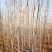 供应4栾树，干直一级标准，数量充足
