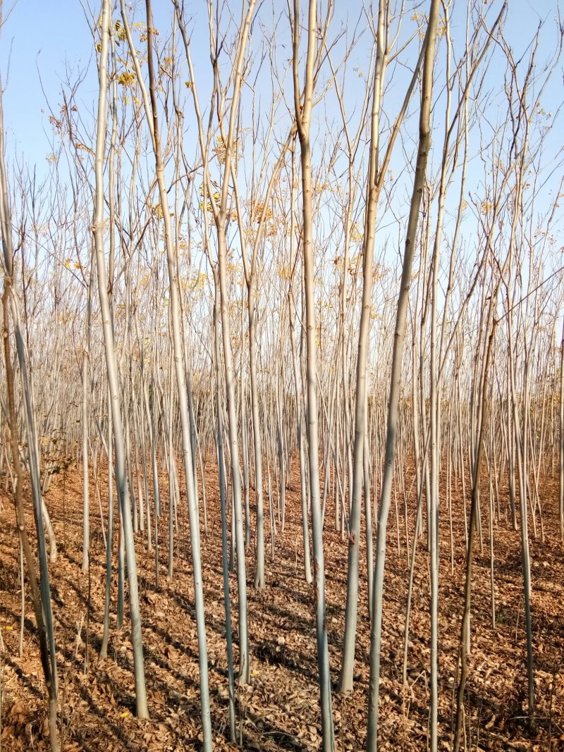 供应4栾树，干直一级标准，数量充足