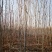 供应4栾树，干直一级标准，数量充足