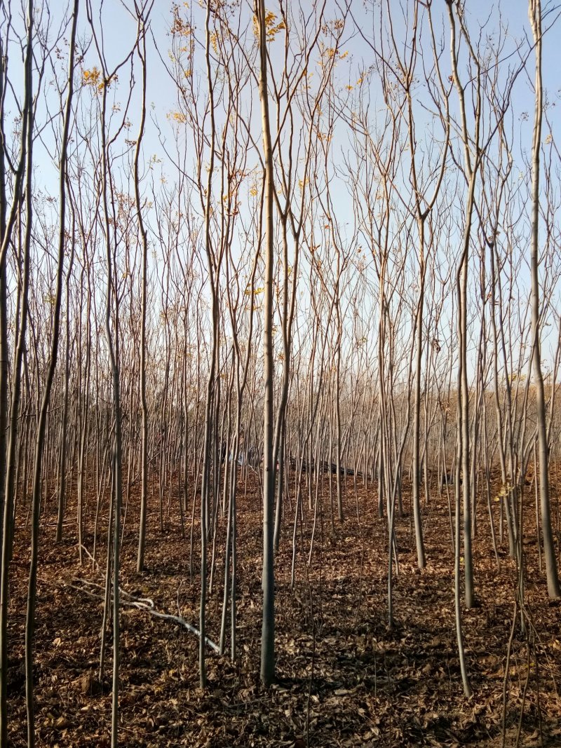 供应4栾树，干直一级标准，数量充足