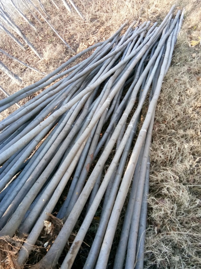 供应4栾树，干直一级标准，数量充足