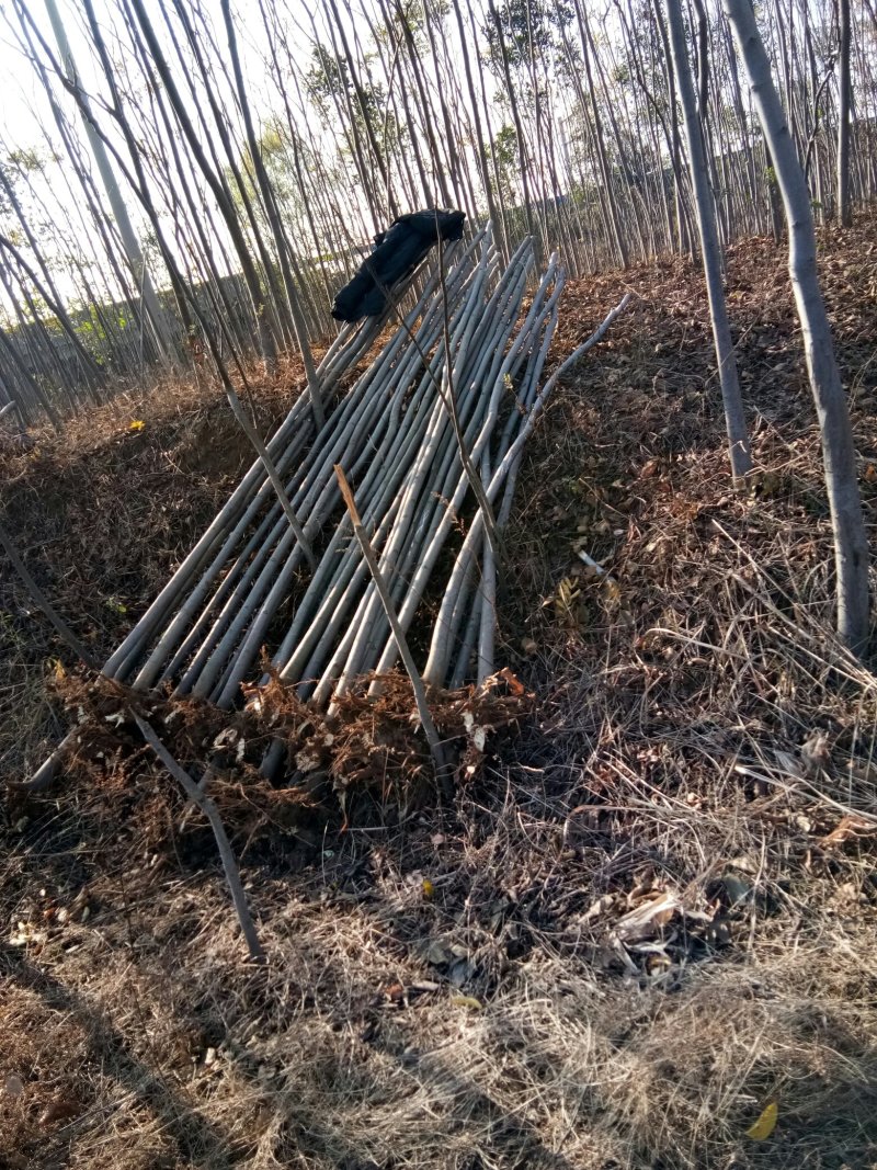 供应4栾树，干直一级标准，数量充足