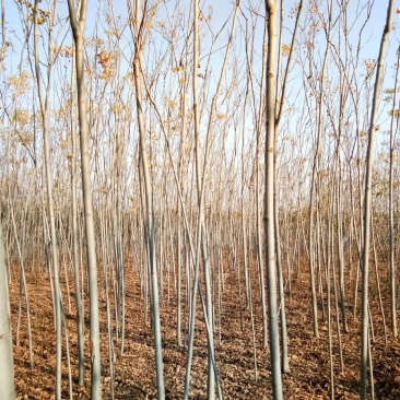供应4栾树，干直一级标准，数量充足