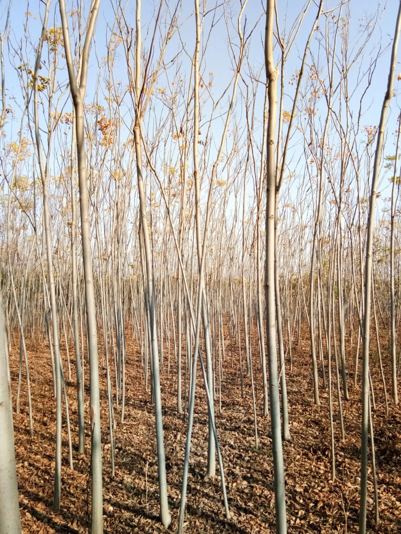 供应4栾树，干直一级标准，数量充足