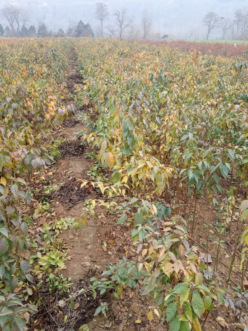 俄罗斯8号萨米托美早大樱桃苗产地直销保证质量品系