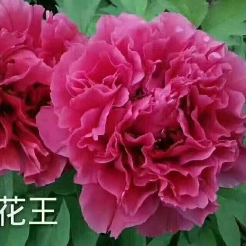 观赏牡丹花苗牡丹花苗，牡丹重瓣大花苗，包对版包成活