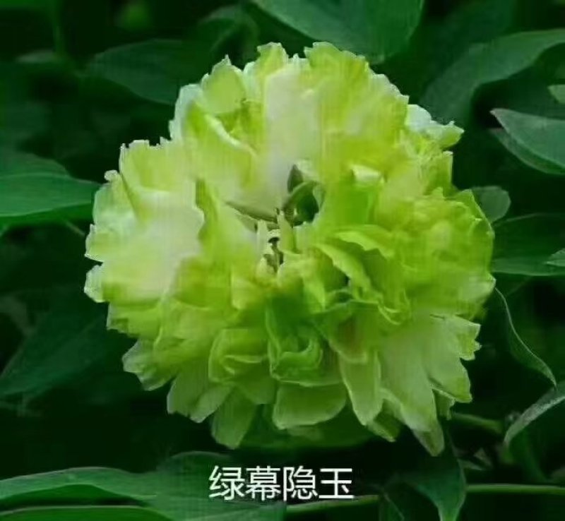 观赏牡丹花苗牡丹花苗，牡丹重瓣大花苗，包对版包成活