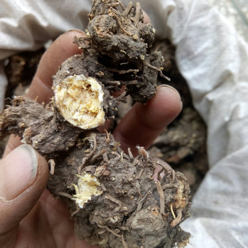 苍术，家种朱砂点苍术，陕西朱砂点苍术
