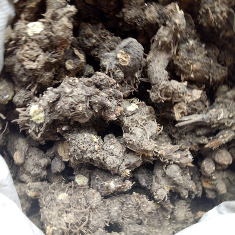 苍术，家种朱砂点苍术，陕西朱砂点苍术