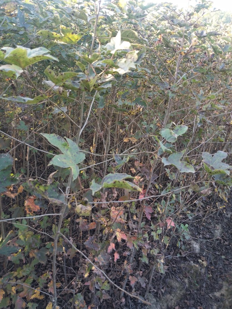 枫香1一25公分供应，欢迎新老客户采购咨询