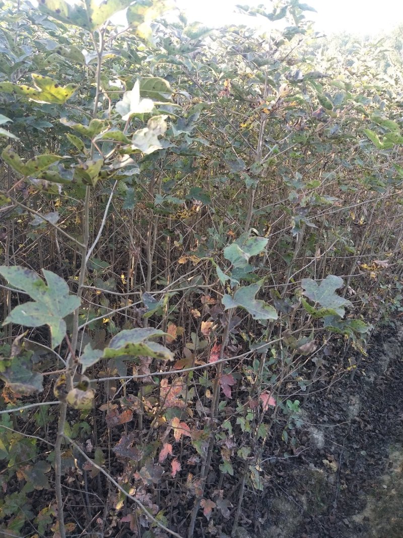 枫香1一25公分供应，欢迎新老客户采购咨询