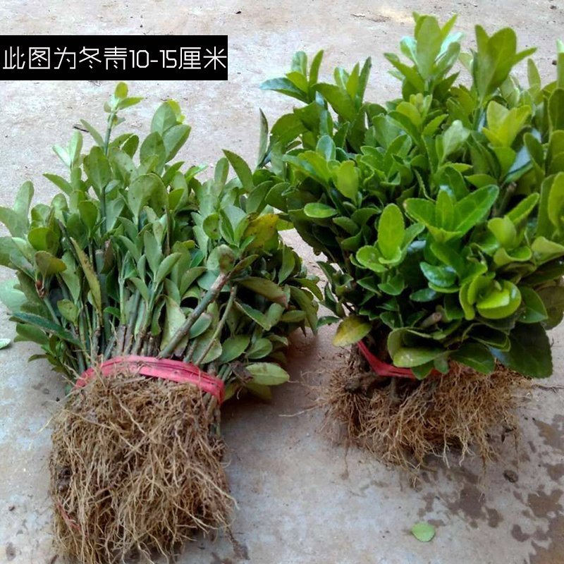 冬青苗大叶黄杨苗冬青球黄杨球冬青小苗工程绿化苗木四