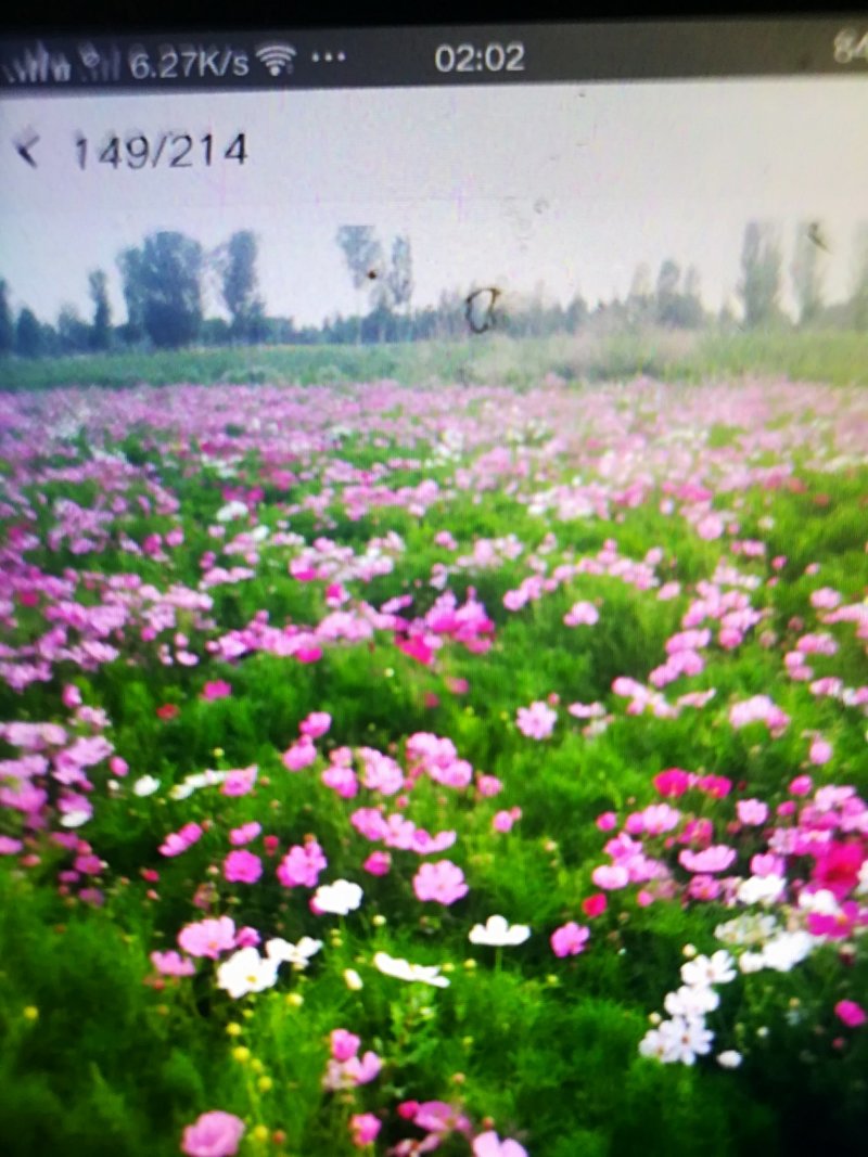 波斯菊