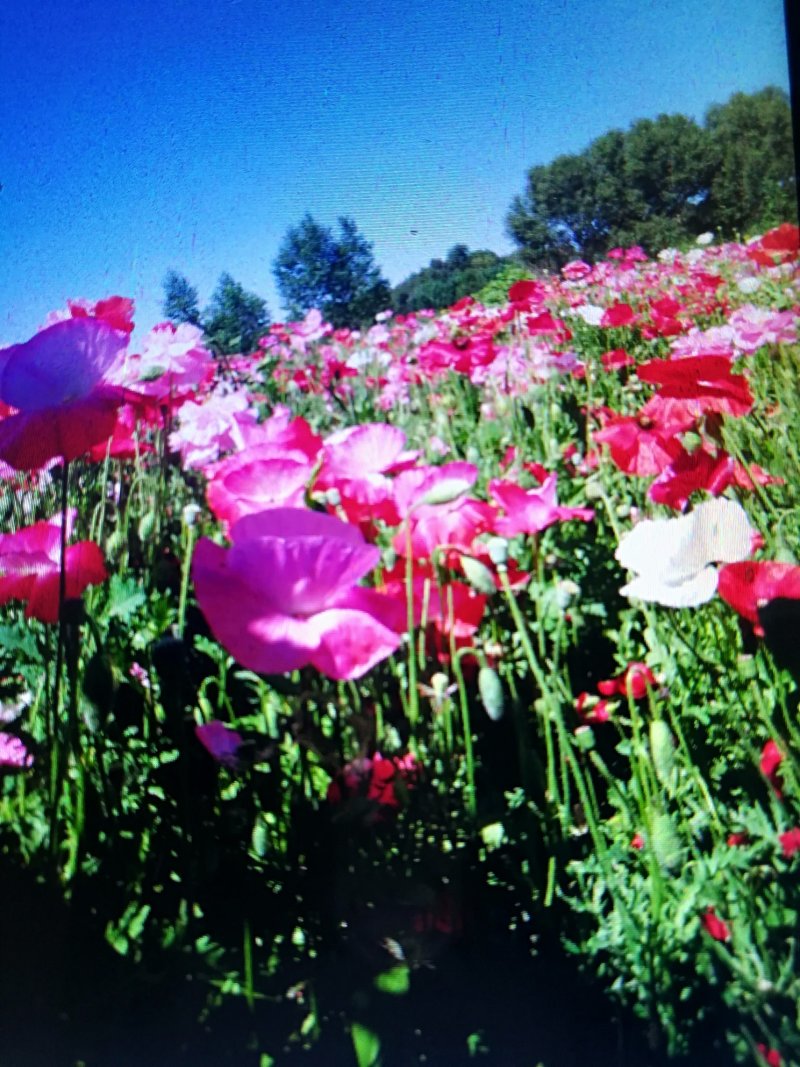 波斯菊