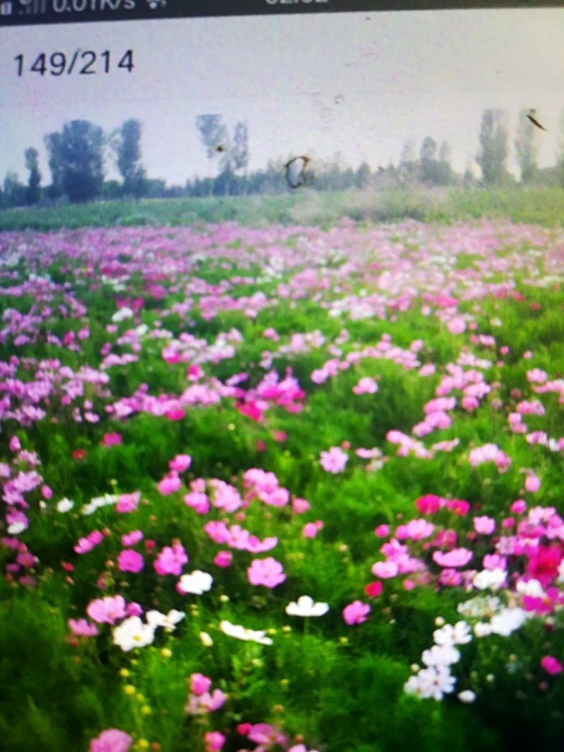 波斯菊
