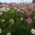 波斯菊