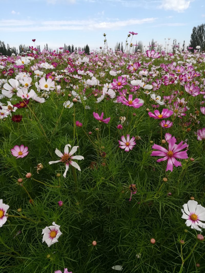 波斯菊