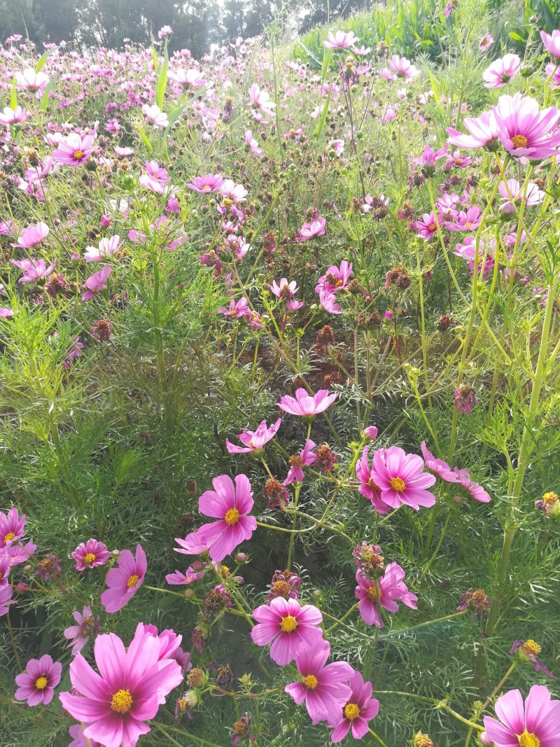 波斯菊