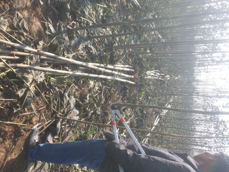 泡桐3-4-5公分河南泡桐树苗基地上千亩可供挑选