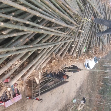 泡桐3-4-5公分河南泡桐树苗基地上千亩可供挑选