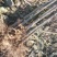 泡桐3-4-5公分河南泡桐树苗基地上千亩可供挑选