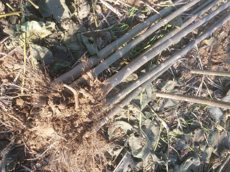 泡桐3-4-5公分河南泡桐树苗基地上千亩可供挑选