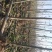 泡桐3-4-5公分河南泡桐树苗基地上千亩可供挑选
