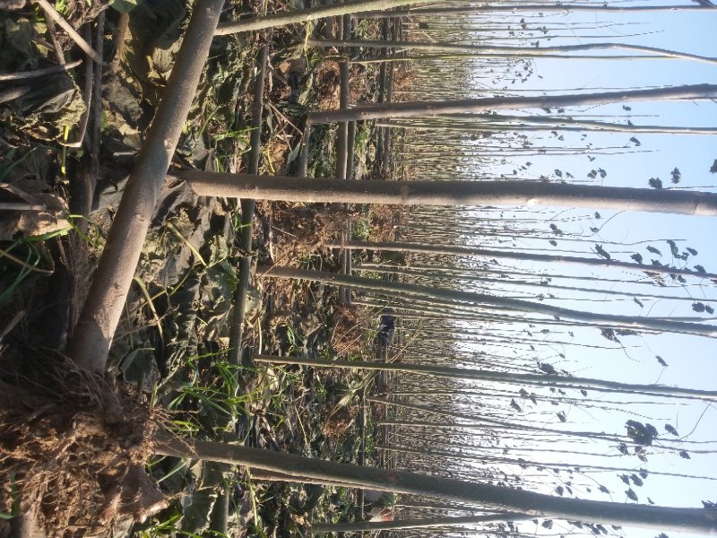 泡桐3-4-5公分河南泡桐树苗基地上千亩可供挑选