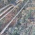 泡桐3-4-5公分河南泡桐树苗基地上千亩可供挑选