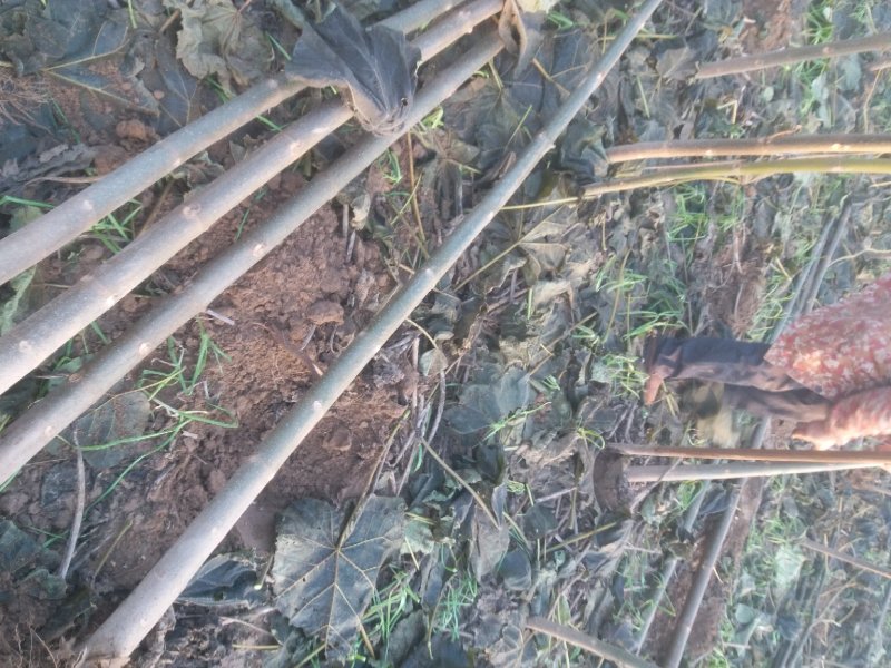 泡桐3-4-5公分河南泡桐树苗基地上千亩可供挑选