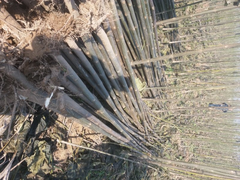 泡桐3-4-5公分河南泡桐树苗基地上千亩可供挑选