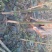 泡桐3-4-5公分河南泡桐树苗基地上千亩可供挑选
