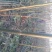 泡桐3-4-5公分河南泡桐树苗基地上千亩可供挑选