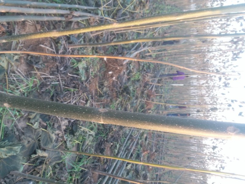 泡桐3-4-5公分河南泡桐树苗基地上千亩可供挑选