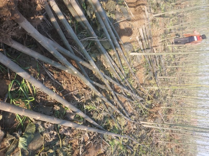 泡桐3-4-5公分河南泡桐树苗基地上千亩可供挑选