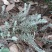 鹿茸草