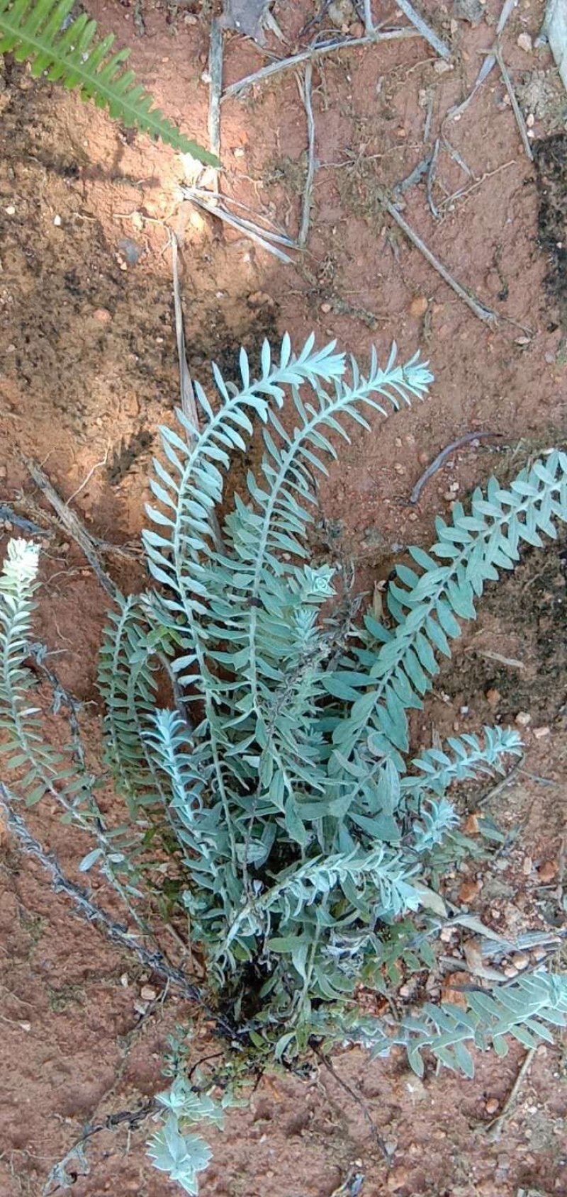 鹿茸草