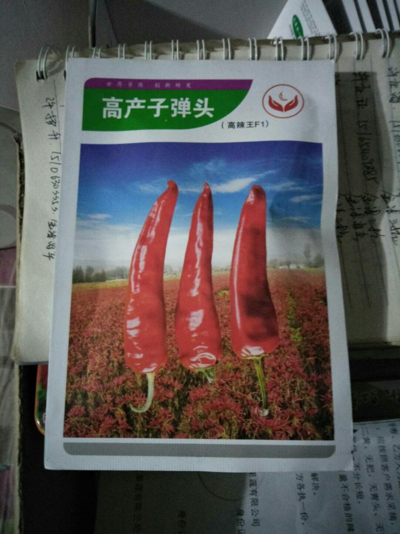 朝天椒种子