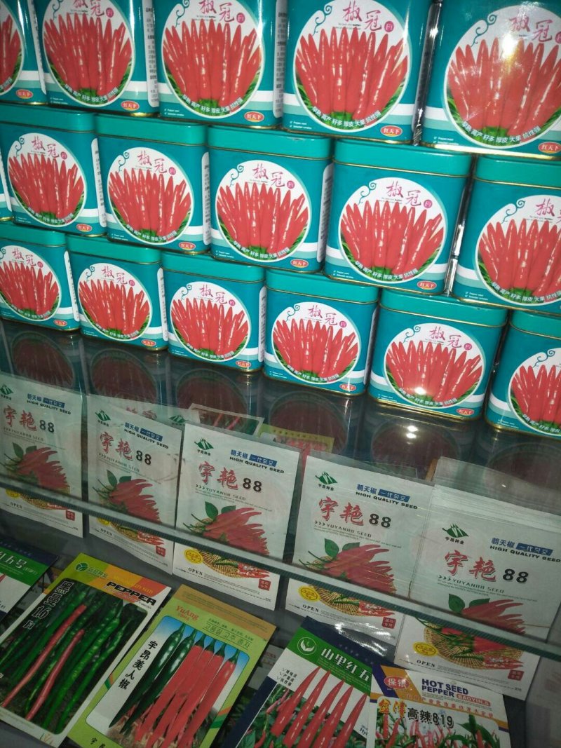 朝天椒种子