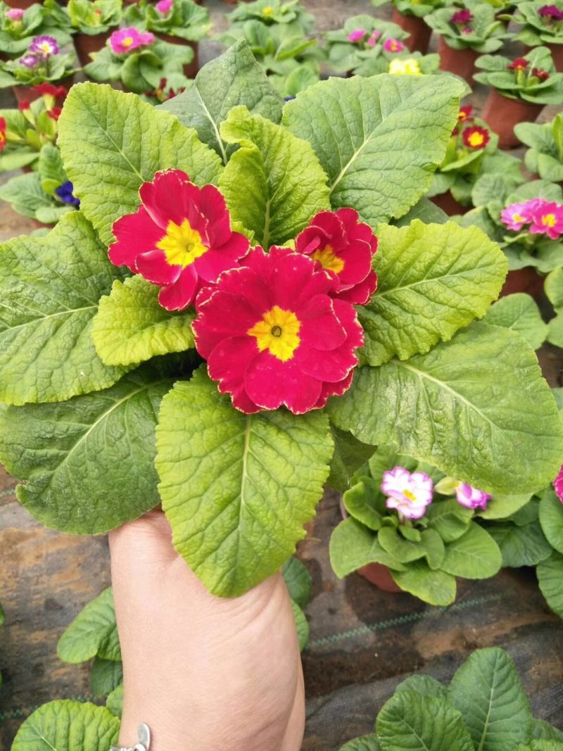 报春花质优价廉欢迎咨询