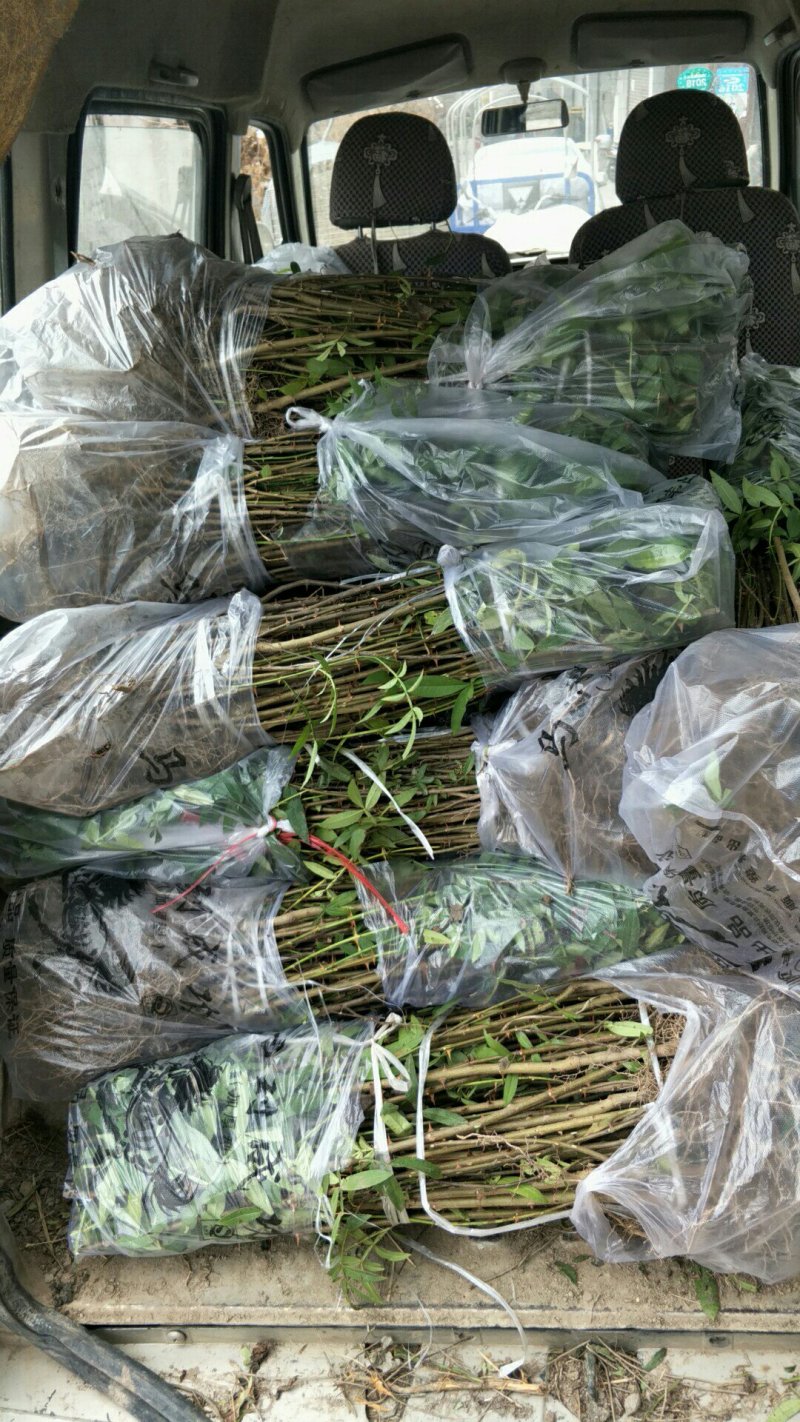 九叶青花椒苗，抗病虫强，产量高，寿命长。
