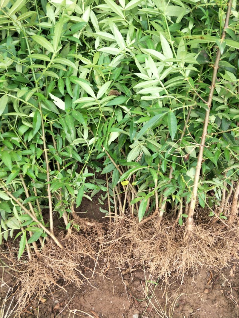 九叶青花椒苗，抗病虫强，产量高，寿命长。