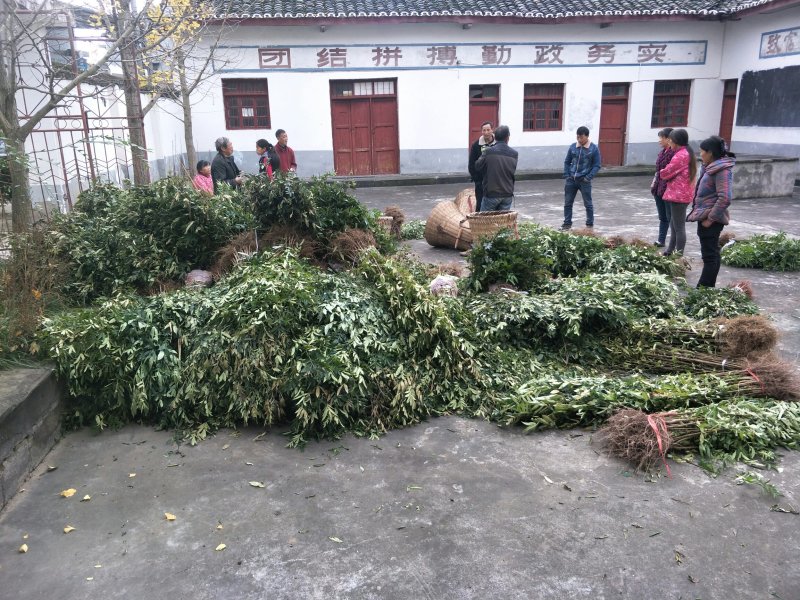 九叶青花椒苗，抗病虫强，产量高，寿命长。