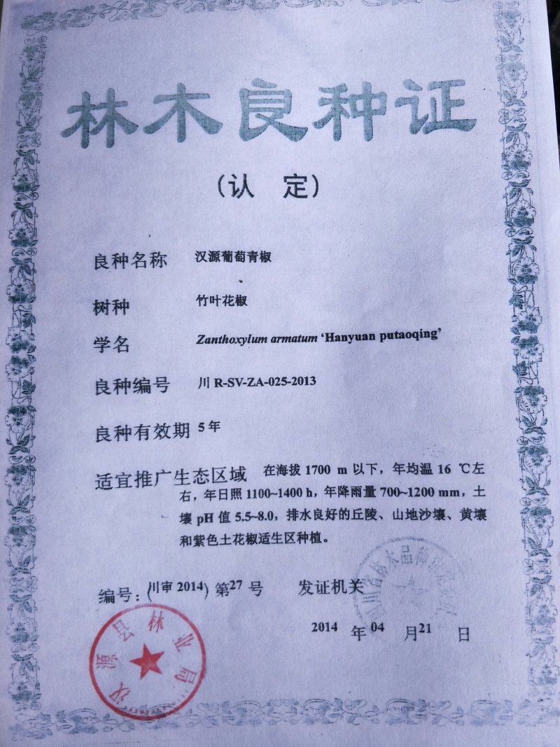 九叶青花椒苗，抗病虫强，产量高，寿命长。