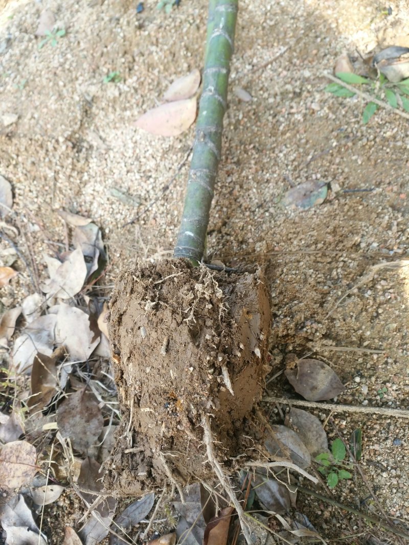 罗汉竹紫竹苗青竹苗龟甲竹金镶玉竹苗罗汉竹苗庭院阳