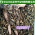 优质蟋蟀干蛐蛐干油葫芦土折子批发零售，各种规格