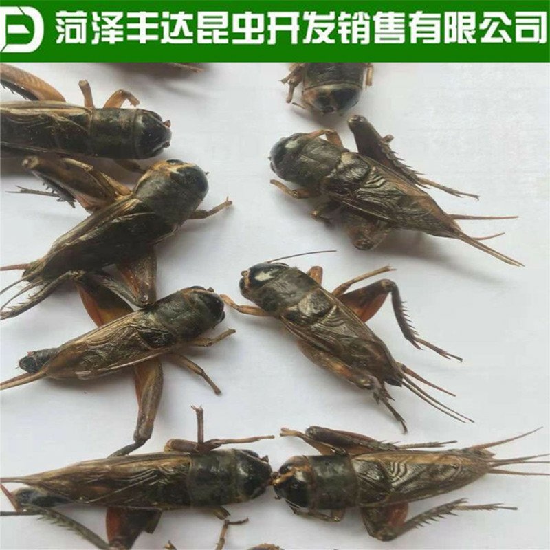 优质蟋蟀干蛐蛐干油葫芦土折子批发零售，各种规格